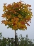 Klon zwyczajny (Acer platanoides) Globosum - jesień
